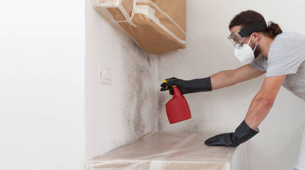 Basement Mold Remediation treatment on basement walls in Haskell
